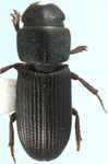 Ataenius gracilis